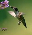 colibri