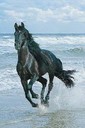 CHEVAUX