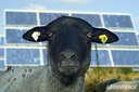 Photovoltaïque, ça s'assure ?